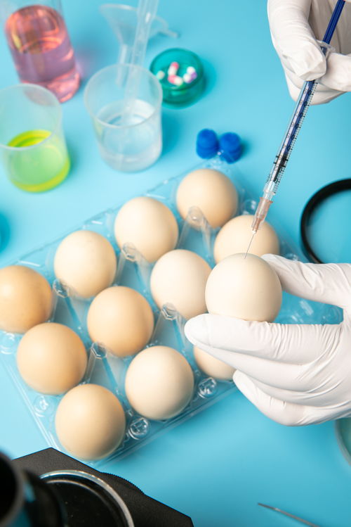 注射鸡蛋食品安全农业科技食品培育摄影图 插画 下载至来源处